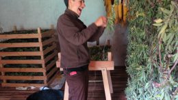 secant salvia